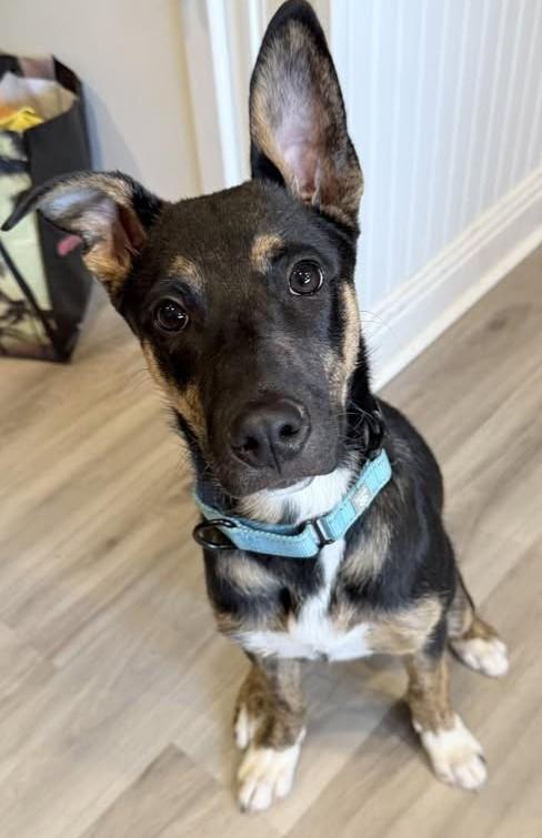 Enlarge Bailey, an adoptable mixed breed in Chino valley, AZ image 1/1