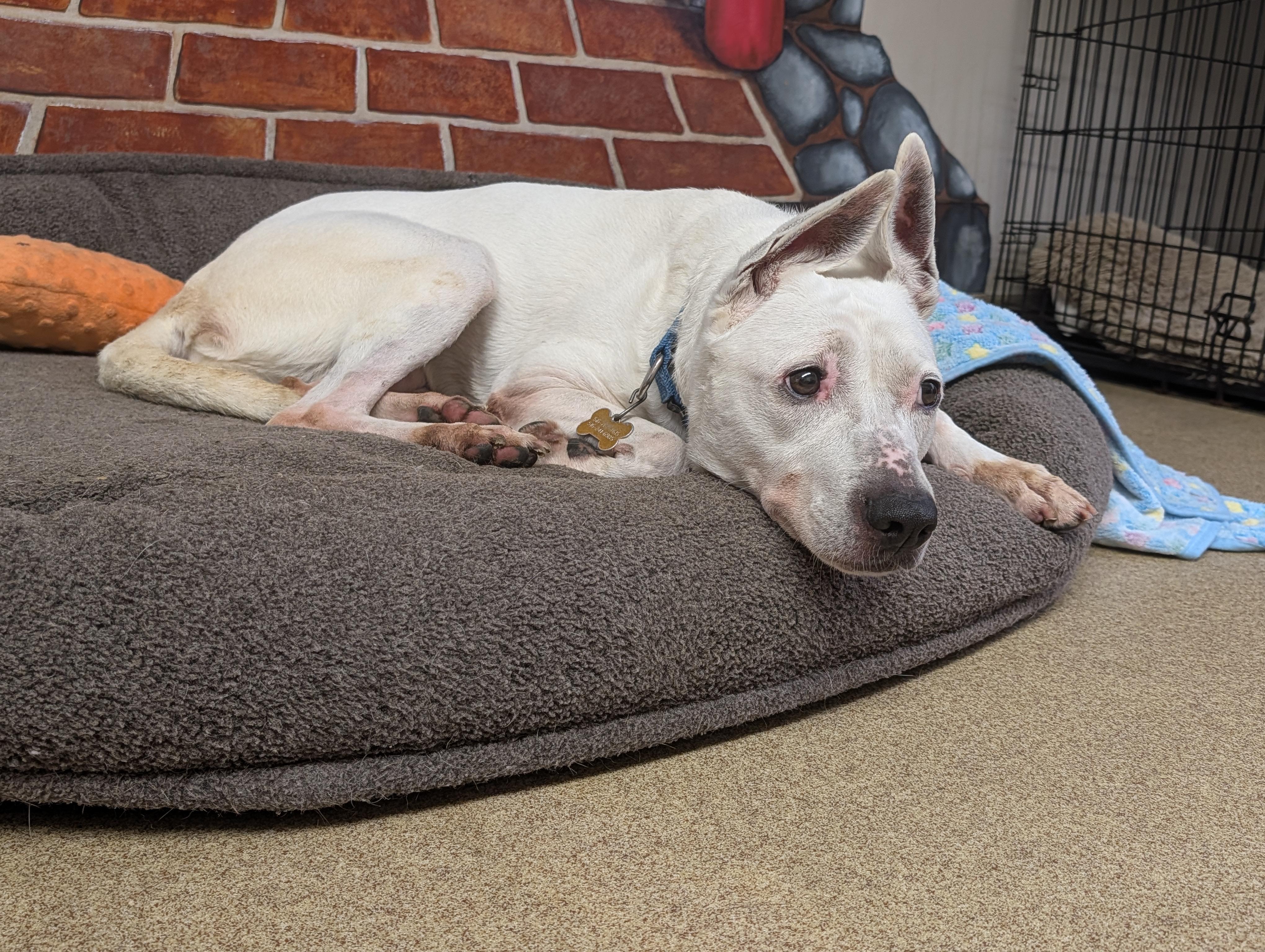 Darla, a ADOPTABLE mixed breed in Port Washington, NY image 5/5