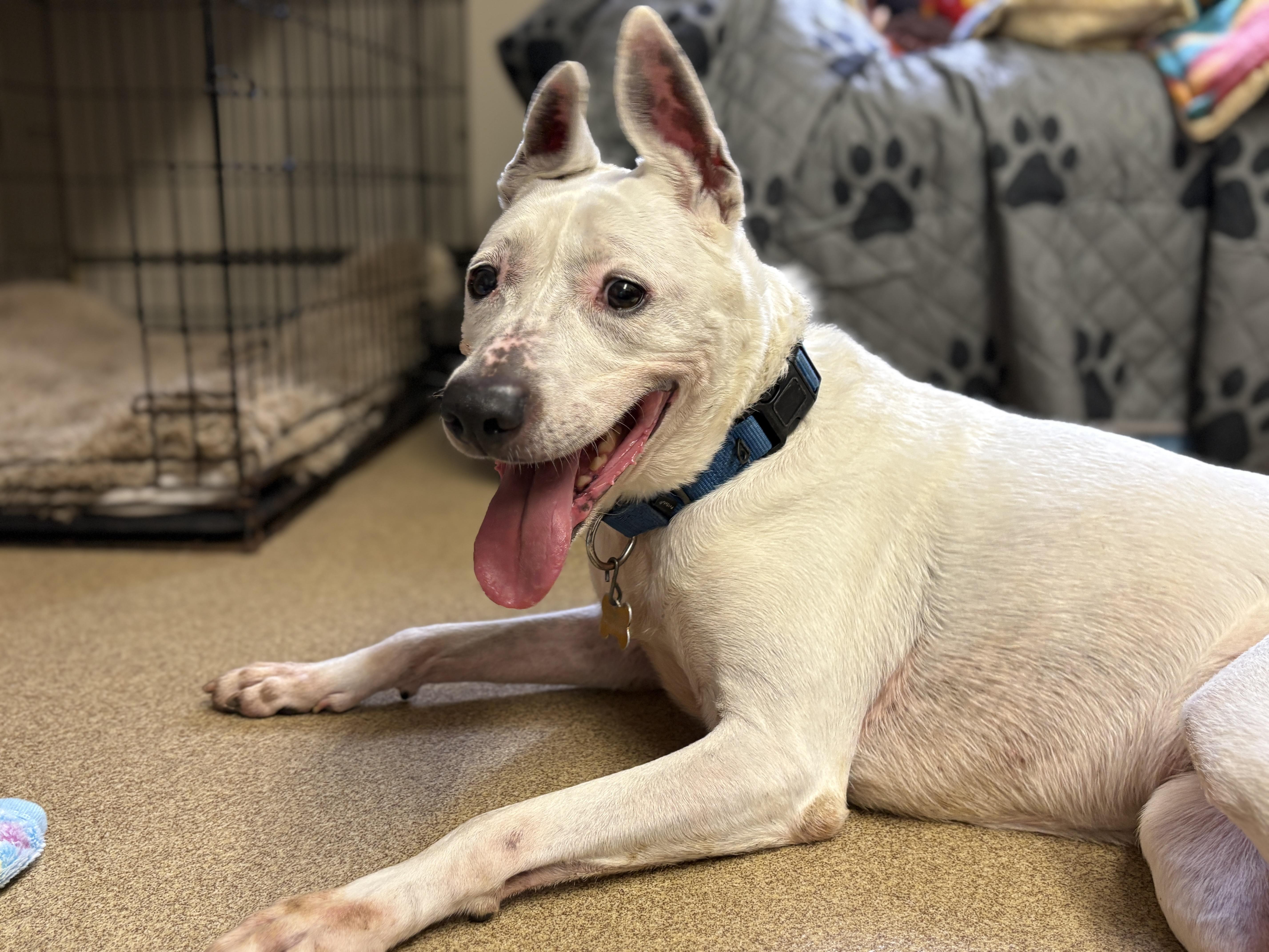 Darla, a ADOPTABLE mixed breed in Port Washington, NY image 4/5