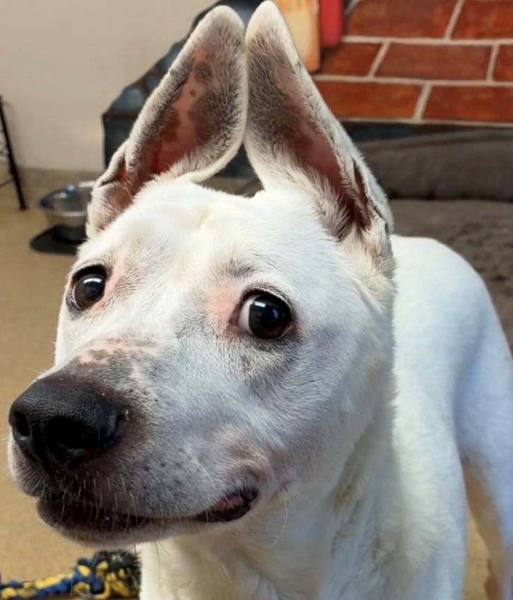 Darla, a ADOPTABLE mixed breed in Port Washington, NY image 3/5