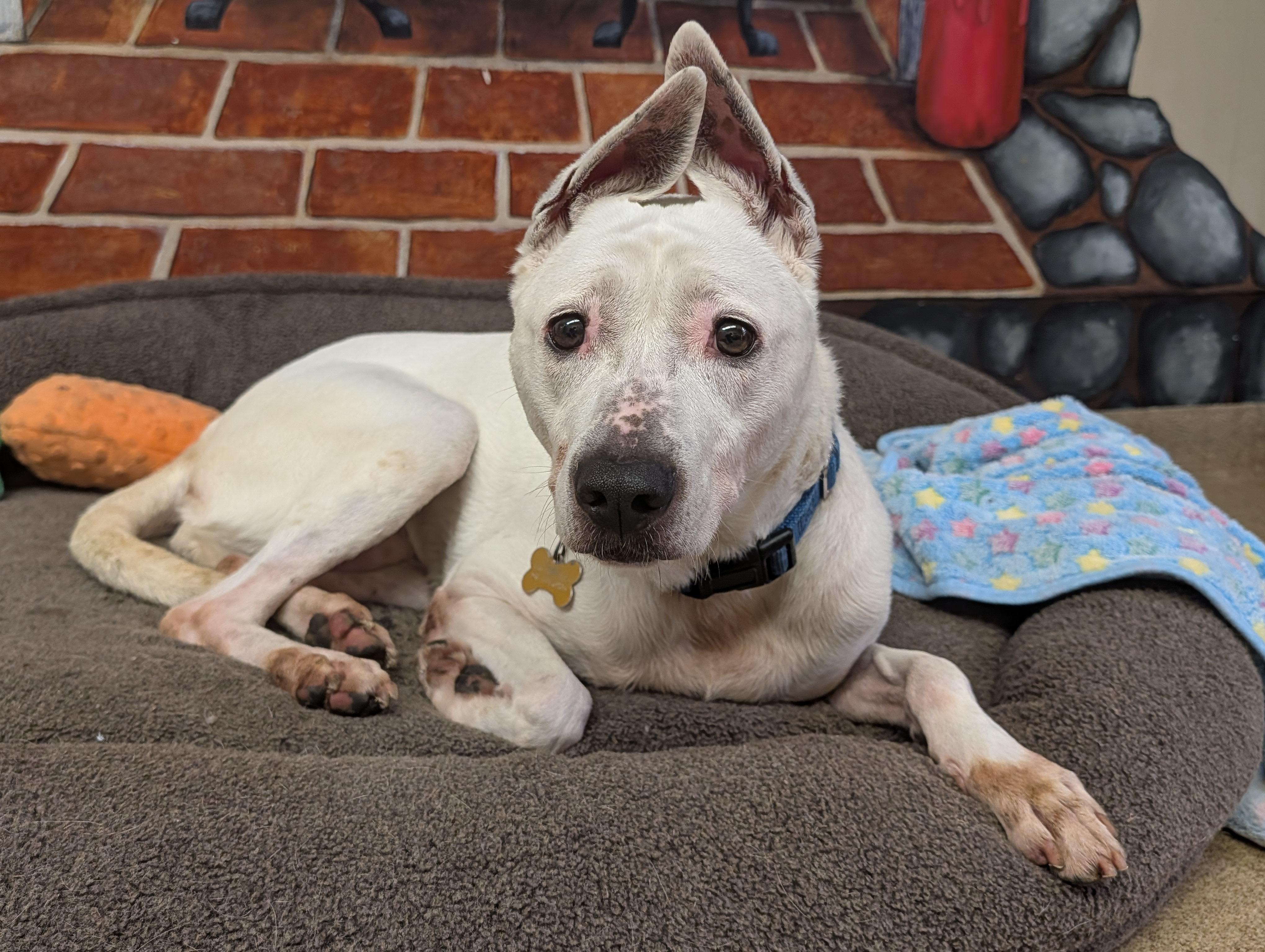 Darla, a ADOPTABLE mixed breed in Port Washington, NY image 1/5
