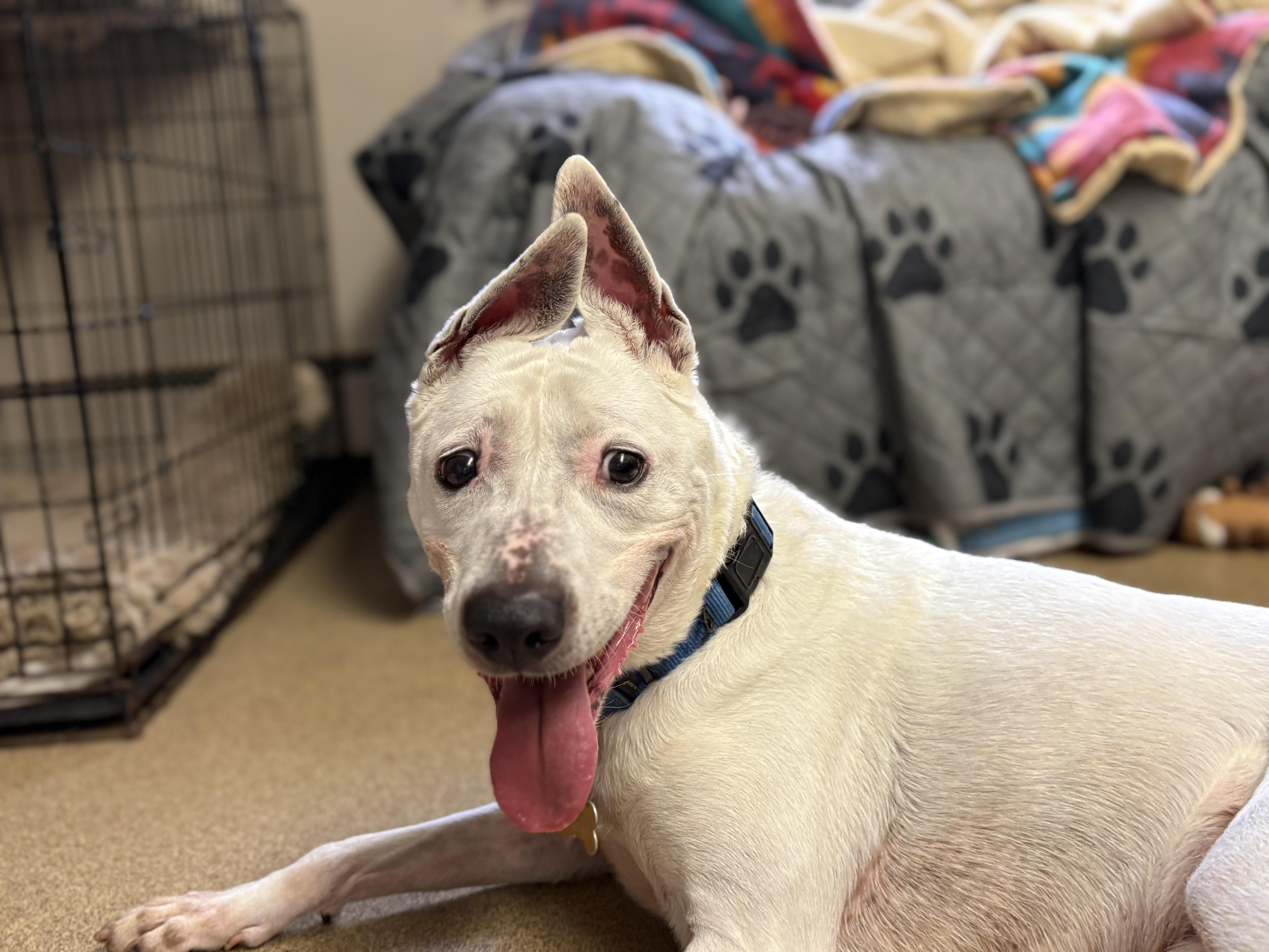 Darla, a ADOPTABLE mixed breed in Port Washington, NY image 2/5