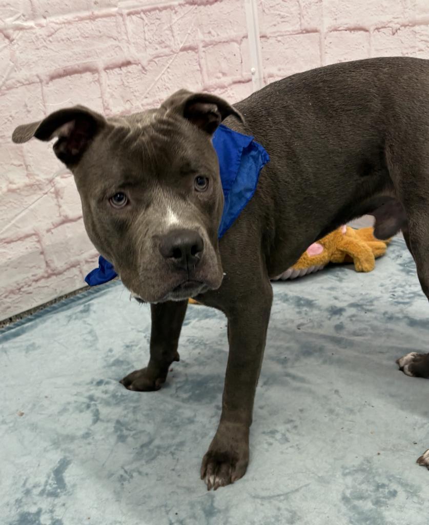 Abagor, Adoptable, Young Male Mixed Breed & Mixed Breed.