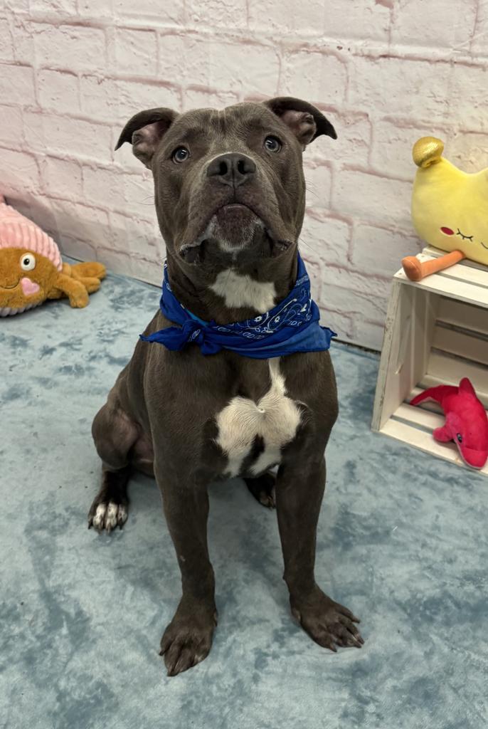 Enlarge Abagor, a Adoptable mixed breed in Detroit, MI image 2/6