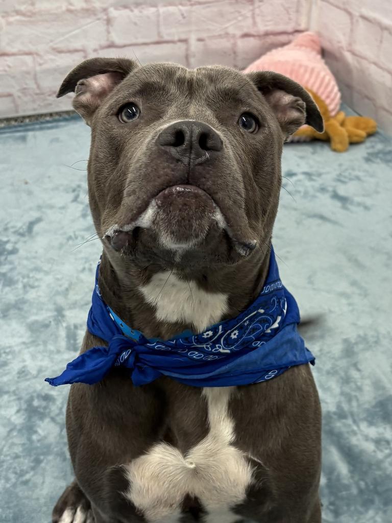 Enlarge Abagor, a Adoptable mixed breed in Detroit, MI image 3/6