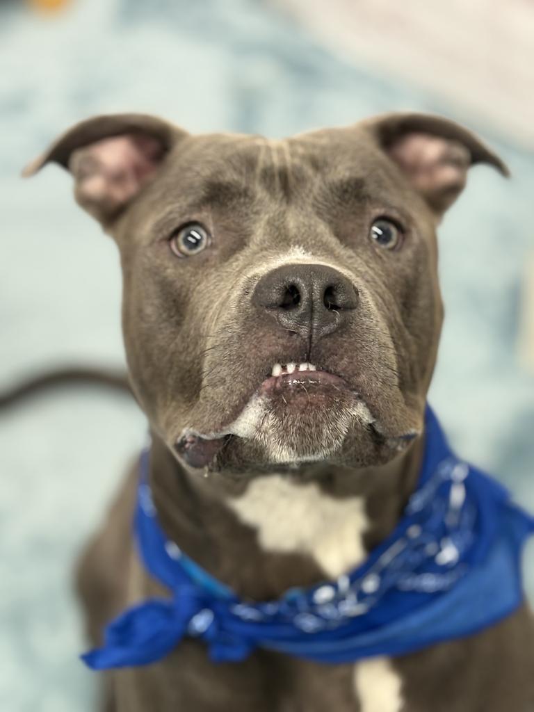 Enlarge Abagor, a Adoptable mixed breed in Detroit, MI image 4/6