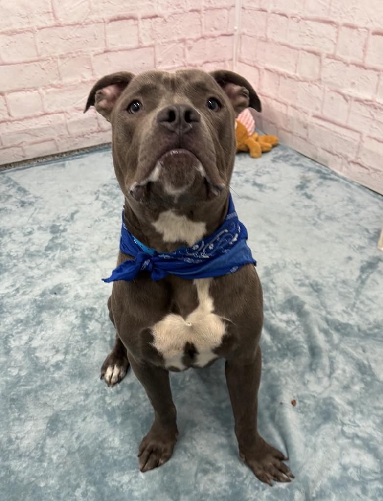 Enlarge Abagor, a Adoptable mixed breed in Detroit, MI image 5/6