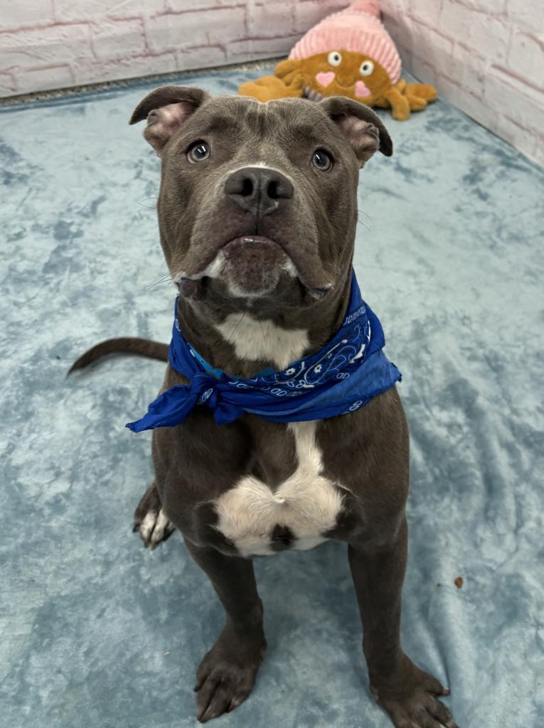 Enlarge Abagor, a Adoptable mixed breed in Detroit, MI image 6/6