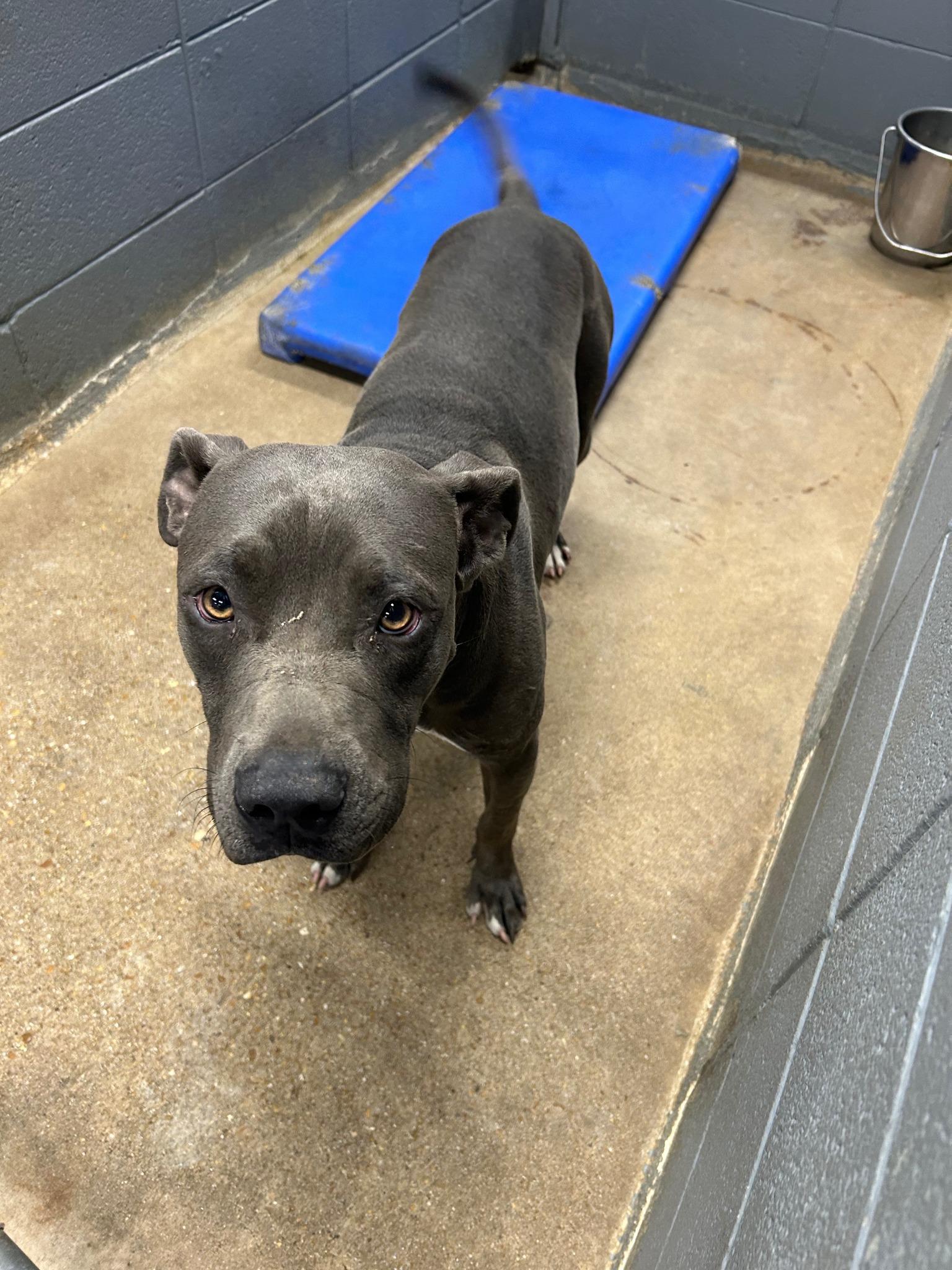 Enlarge Enzo #766, a Adoptable American Staffordshire Terrier in Prichard, AL image 1/1