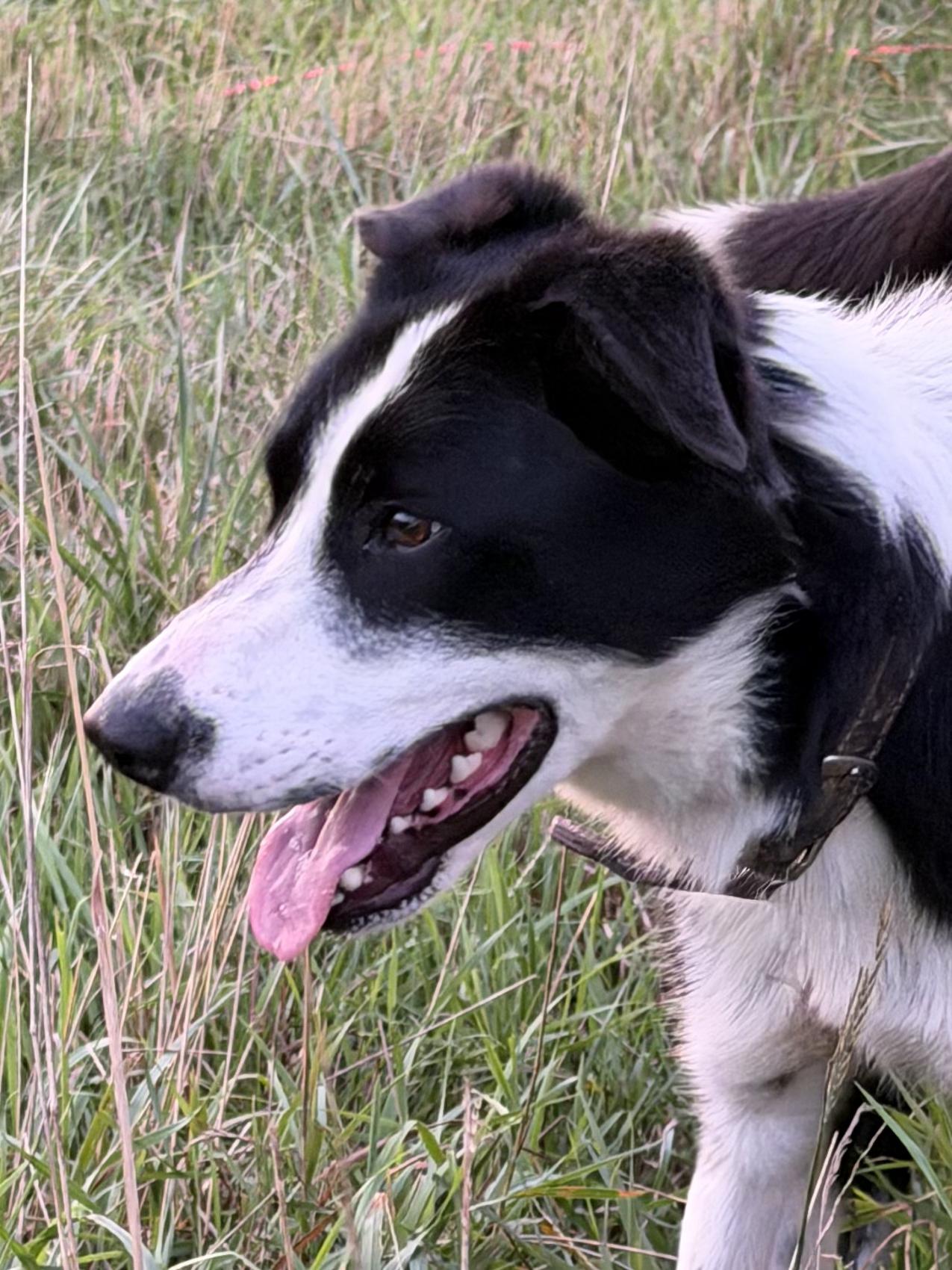 Enlarge Ben, a ADOPTABLE Border Collie in Grottoes, VA image 5/5