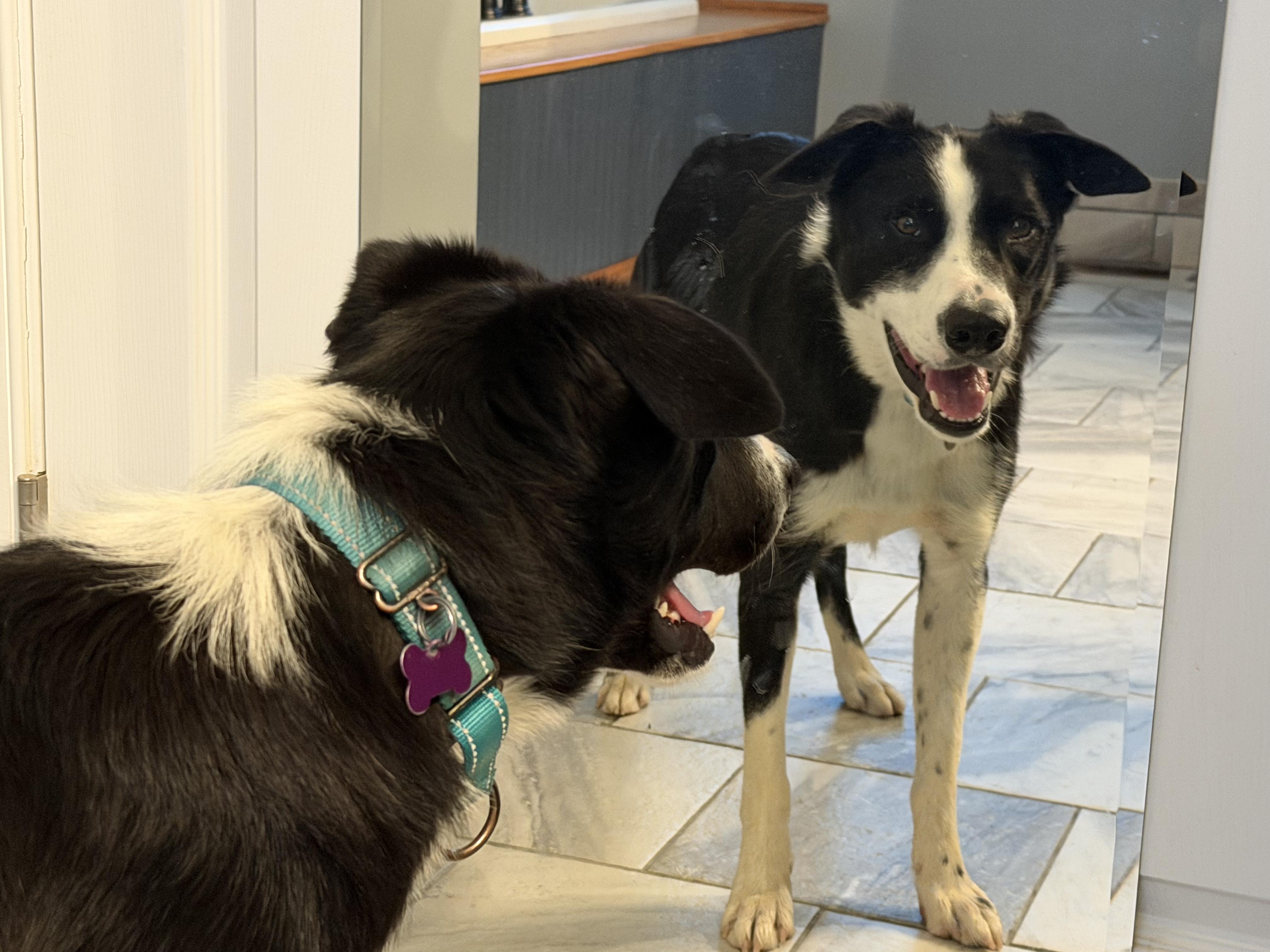 Enlarge Ben, a ADOPTABLE Border Collie in Grottoes, VA image 2/5