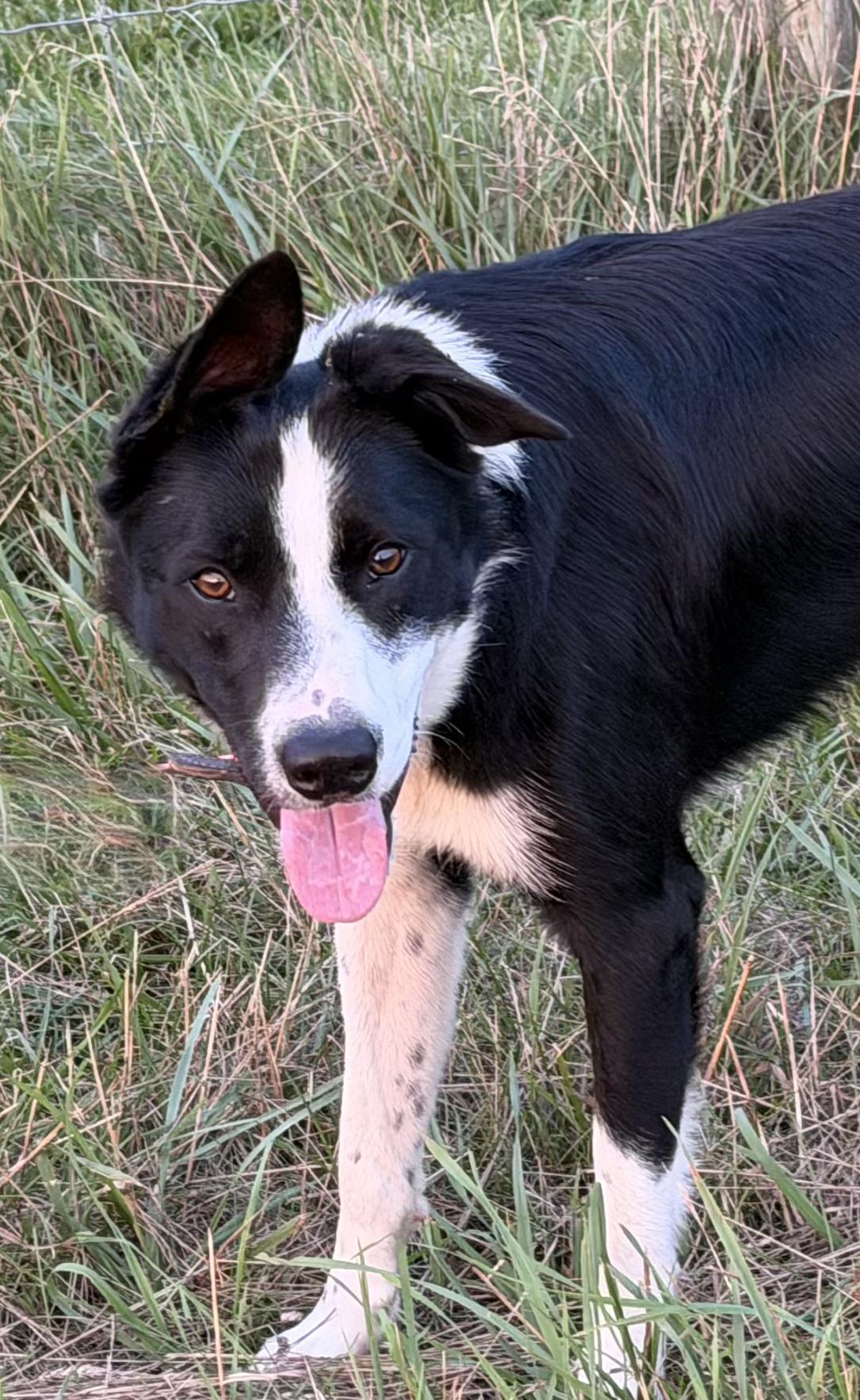 Enlarge Ben, a ADOPTABLE Border Collie in Grottoes, VA image 4/5