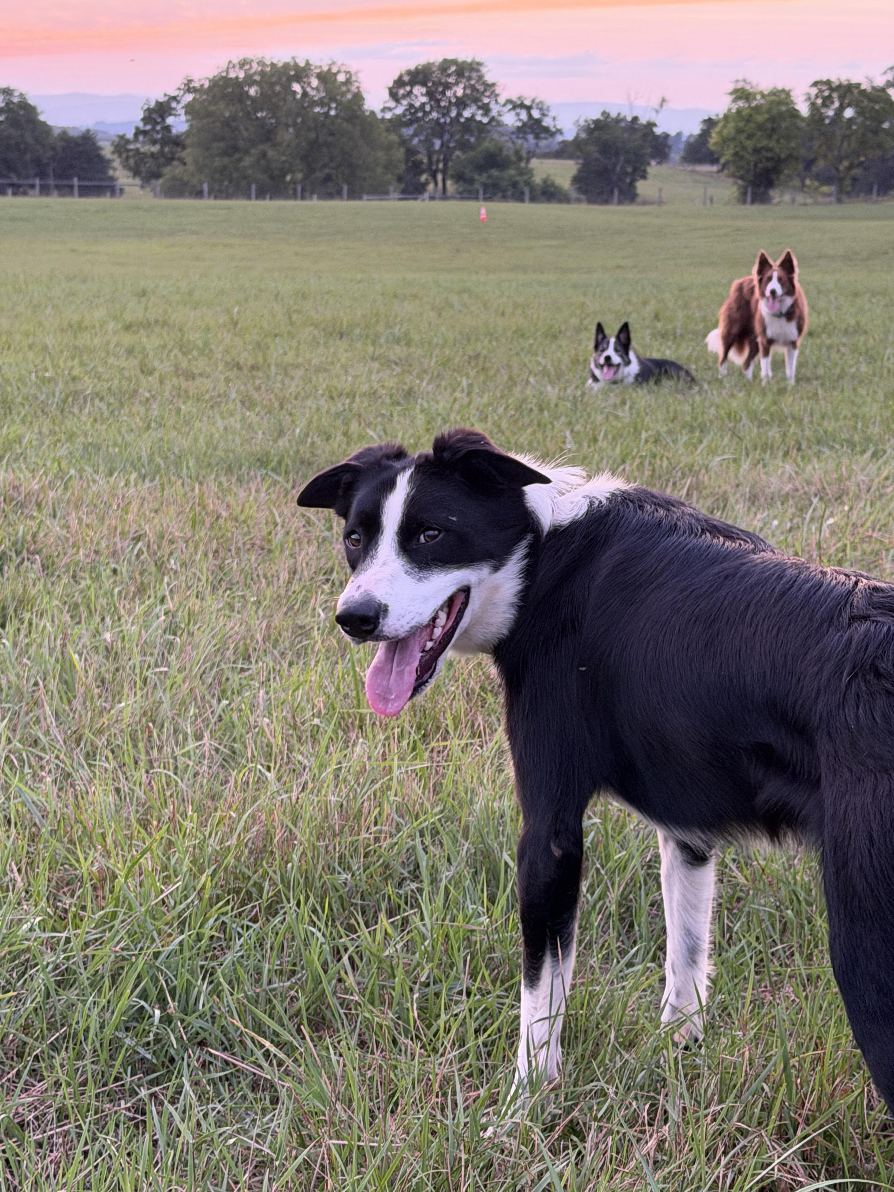 Enlarge Ben, a ADOPTABLE Border Collie in Grottoes, VA image 3/5