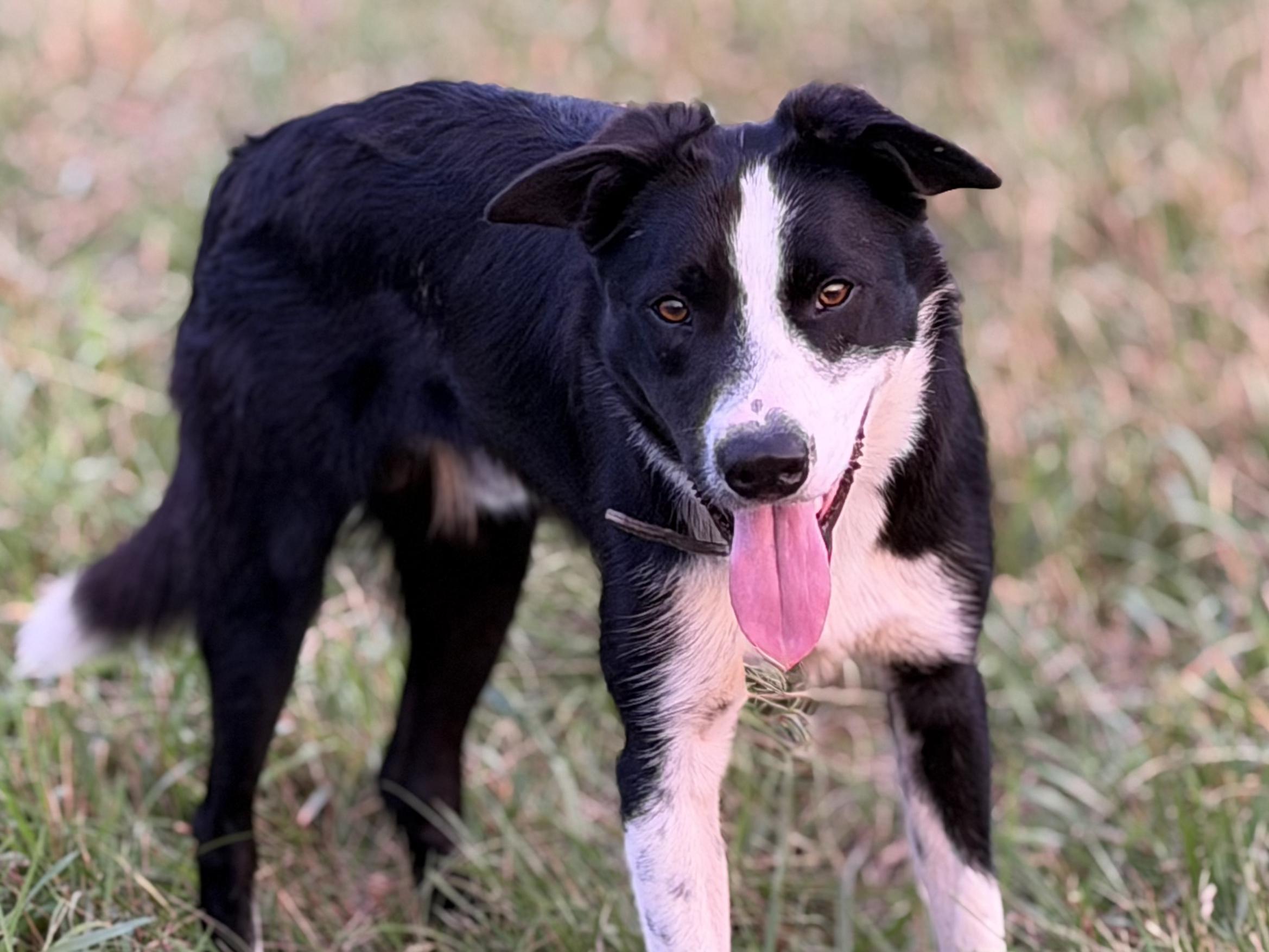 Ben, ADOPTABLE, Puppy Male Border Collie.