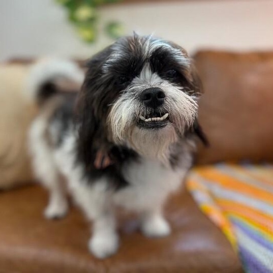 Oreo scruffmuffin — thumbnail 2