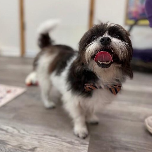 Oreo scruffmuffin — thumbnail 4