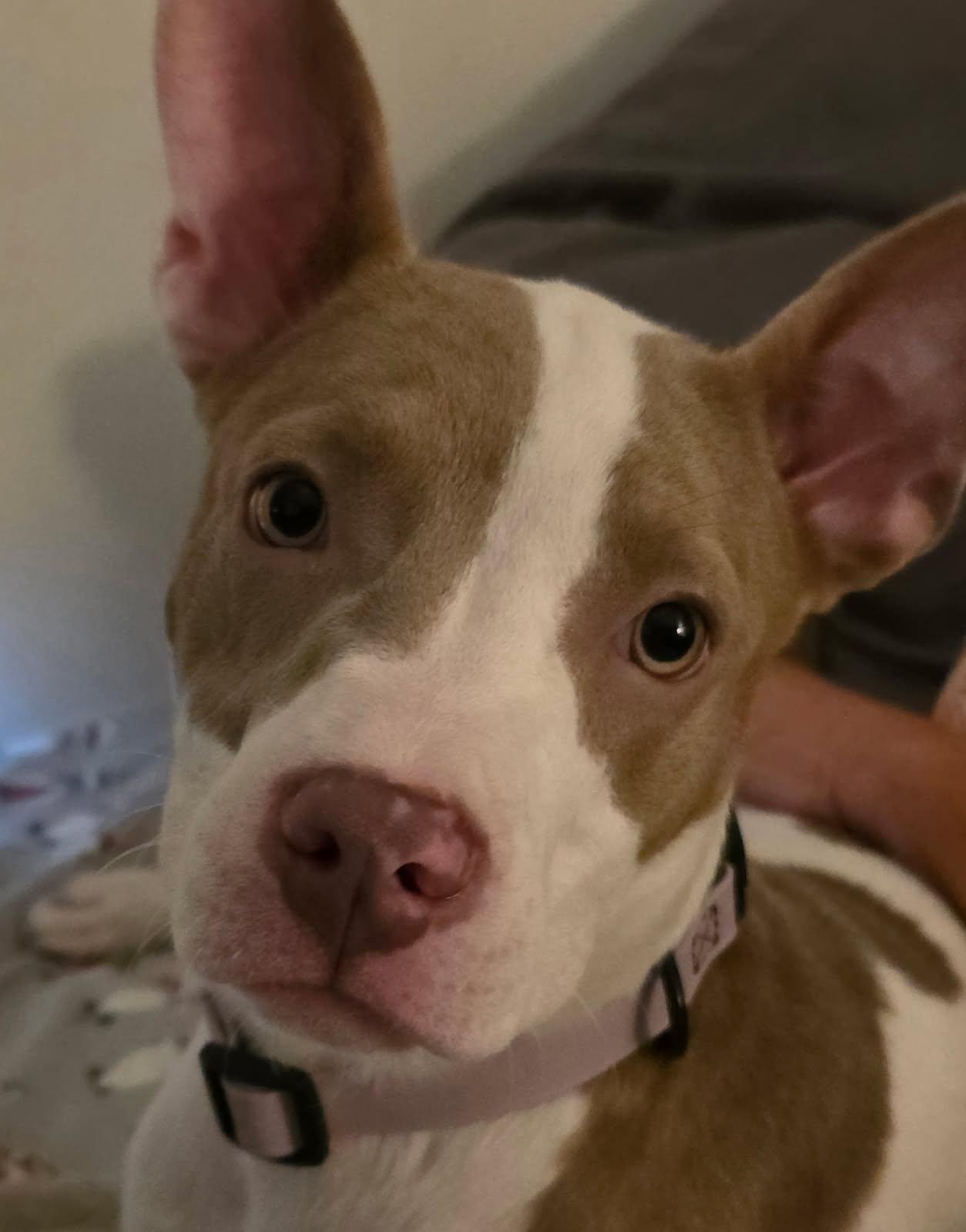 Circa, a Adopted American Staffordshire Terrier in Wheaton, IL image 2/2