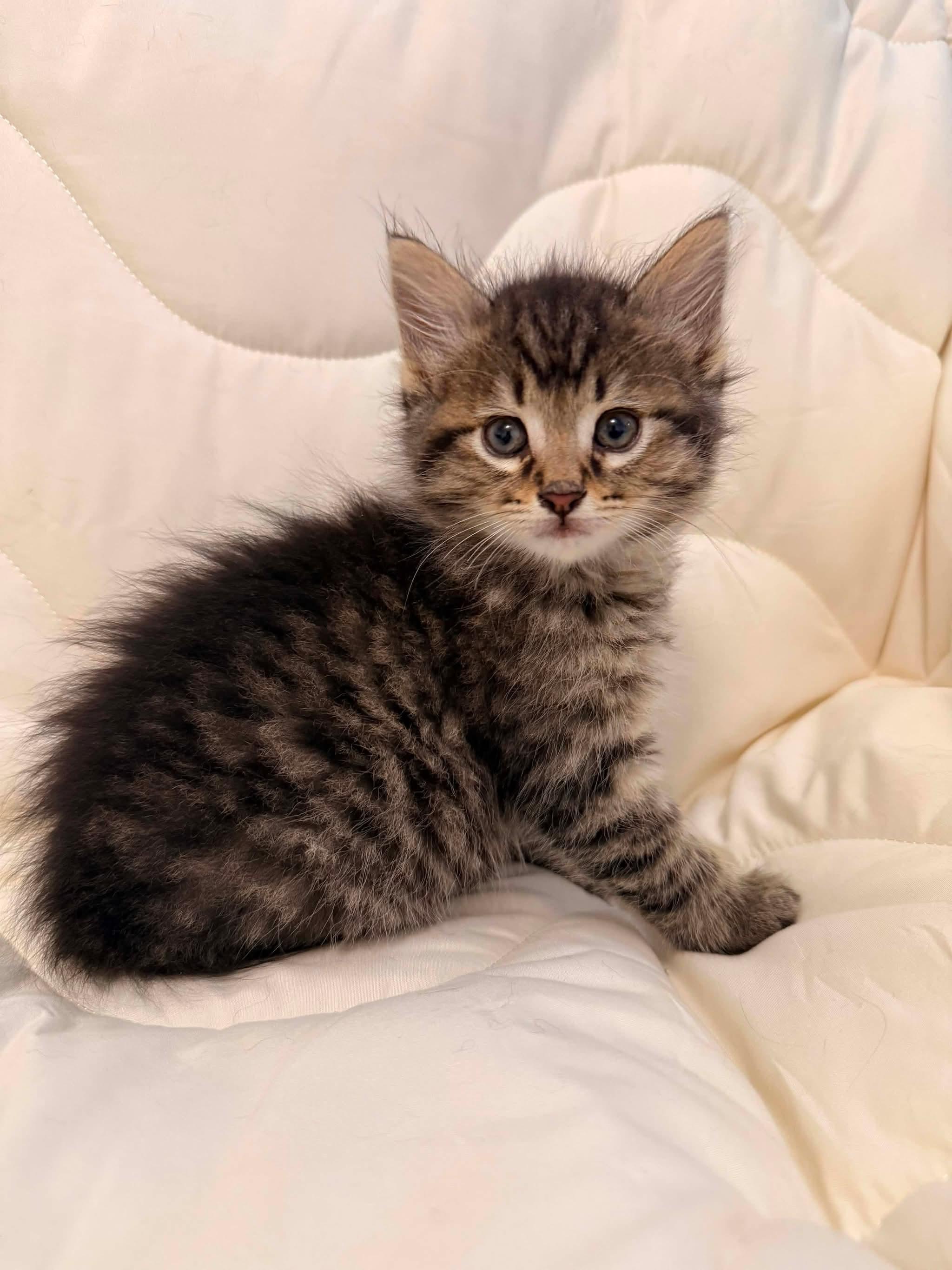 JAILBIRD, a Adoptable Domestic Short Hair in Tillsonburg, ON image 1/4