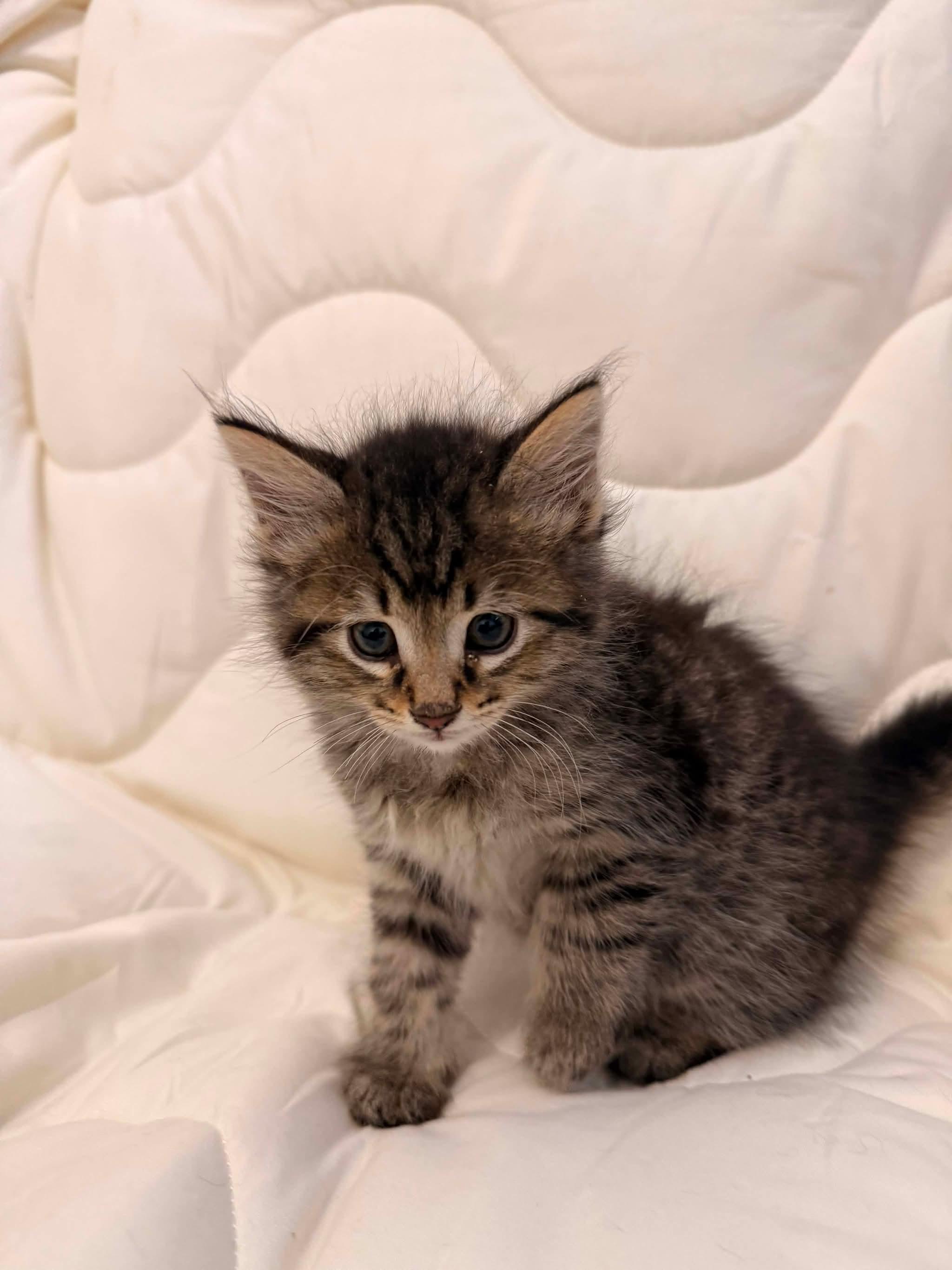 JAILBIRD, a Adoptable Domestic Short Hair in Tillsonburg, ON image 2/4