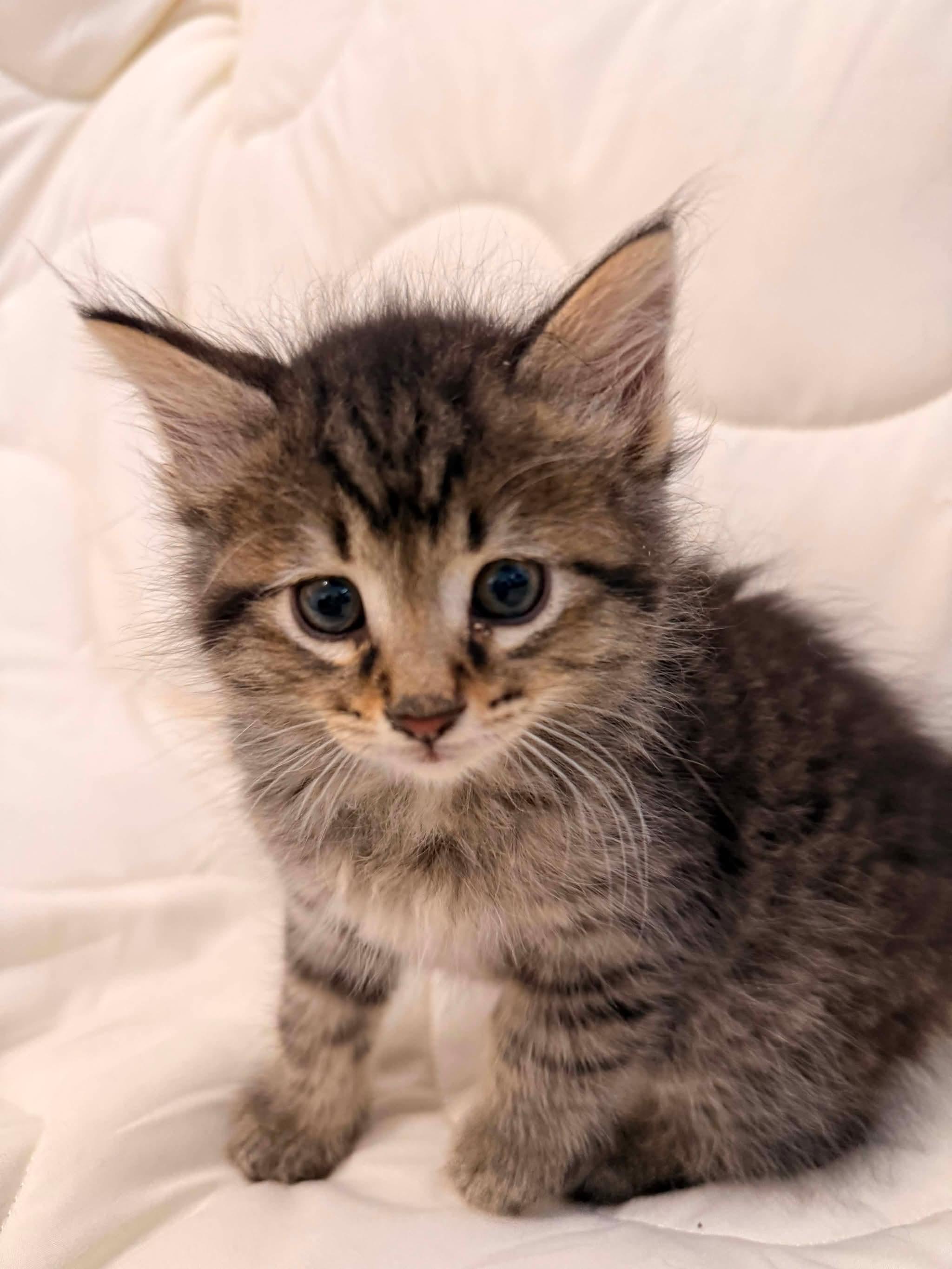 JAILBIRD, a Adoptable Domestic Short Hair in Tillsonburg, ON image 3/4
