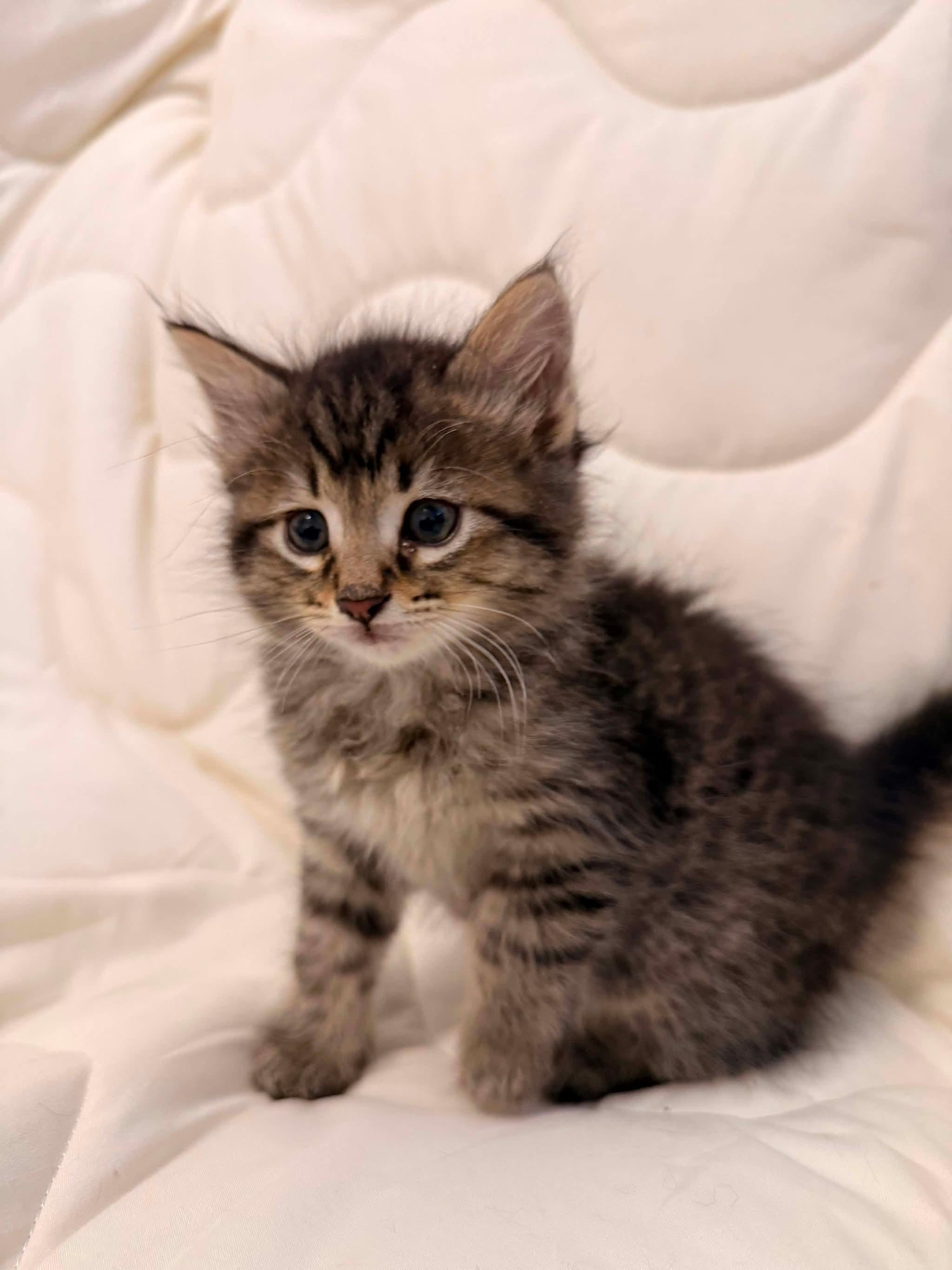 JAILBIRD, a Adoptable Domestic Short Hair in Tillsonburg, ON image 4/4