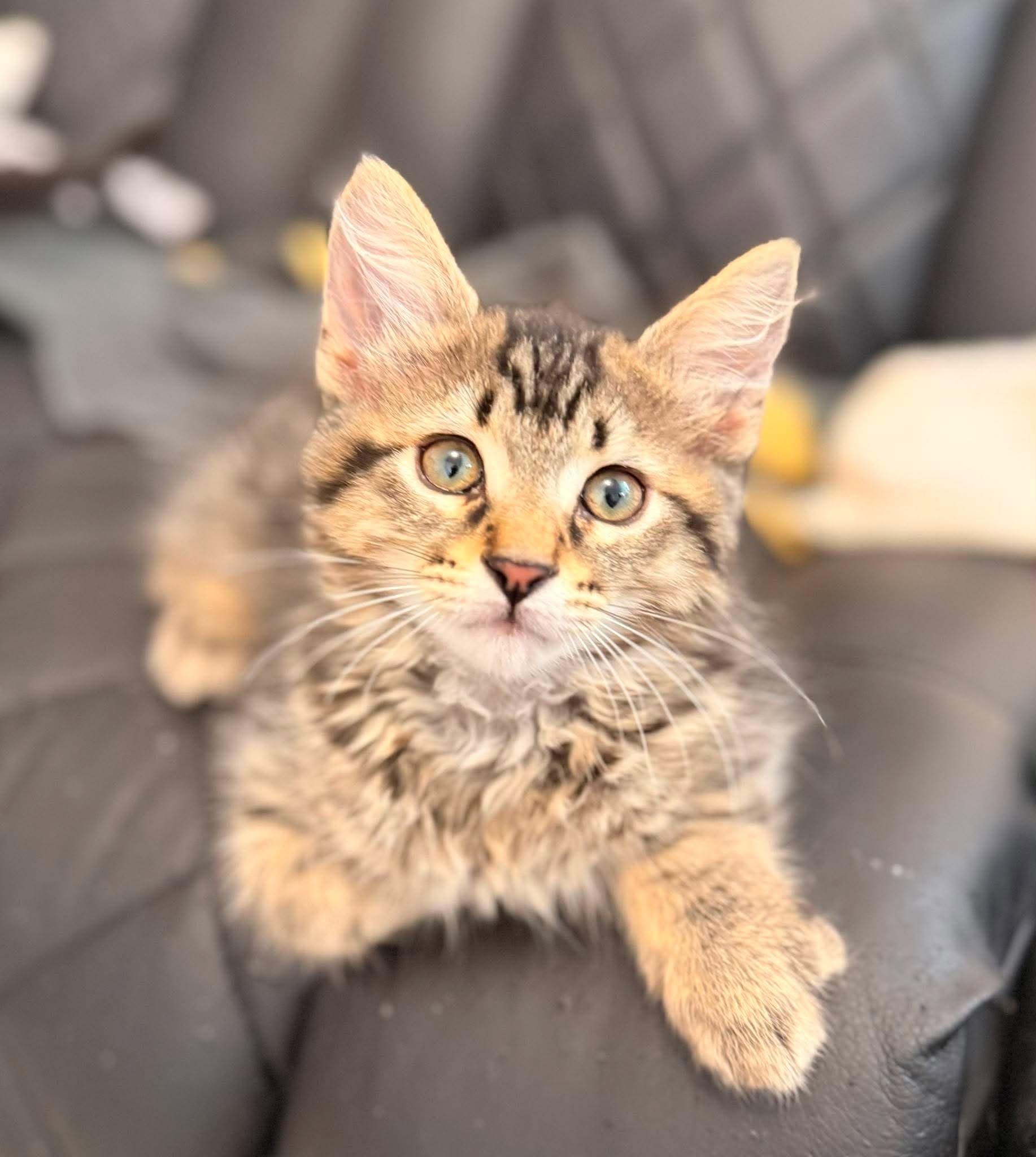 JAILBIRD, a Adoptable Domestic Short Hair in Tillsonburg, ON image 1/5