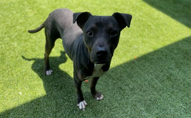 SWEET TEA*, Adoptable, Adult Female Labrador Retriever & Mixed Breed.