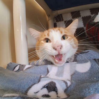 Jr., Adoptable, Adult Male Domestic Short Hair & Domestic Short Hair.