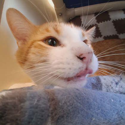 Enlarge Jr., a Adoptable mixed breed in Scottsbluff, NE image 2/3