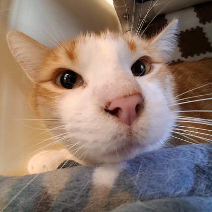 Enlarge Jr., a Adoptable mixed breed in Scottsbluff, NE image 3/3