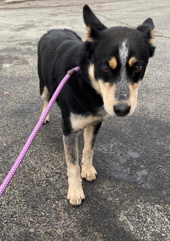 Enlarge Turtle, a Adoptable mixed breed in Troy, OH image 1/1