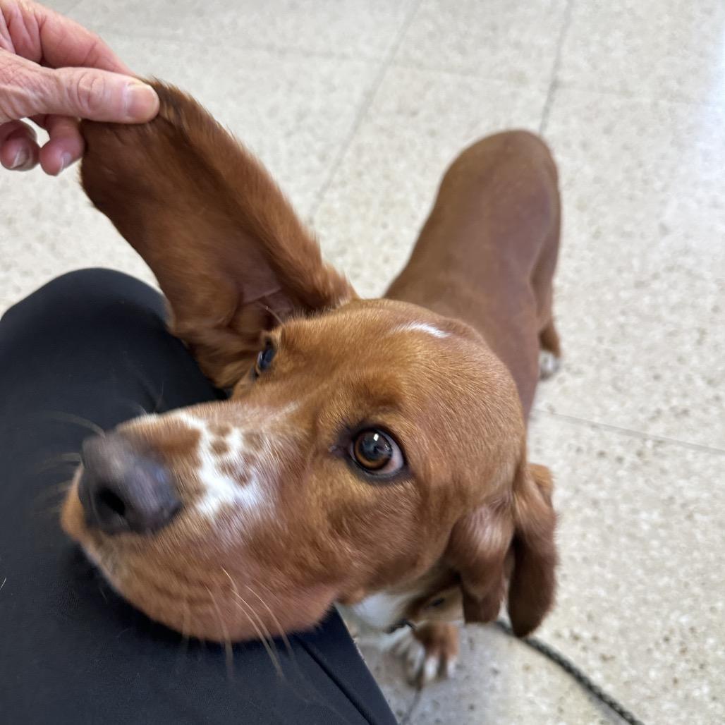 Barnabee Jones/Toby, Adoptable, Young Male Basset Hound & Cardigan Welsh Corgi.