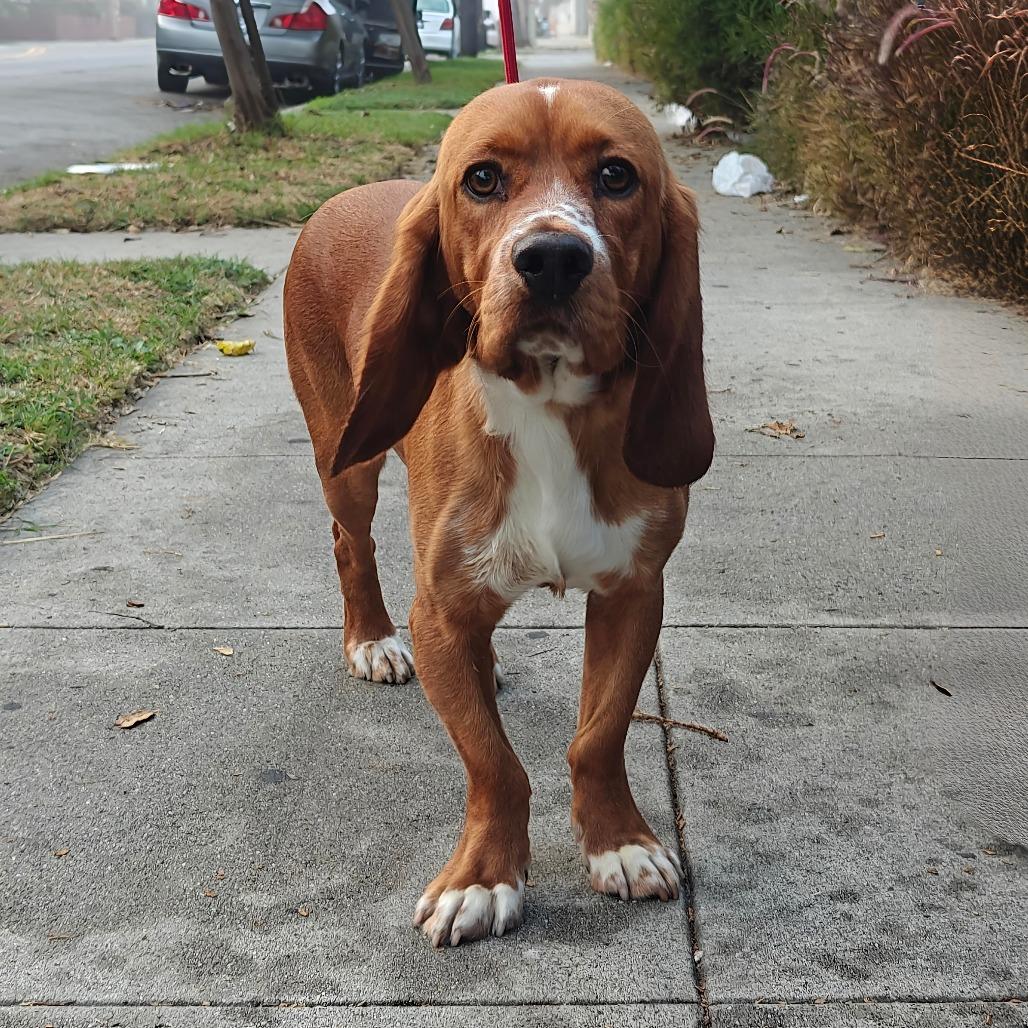 Enlarge Barnabee Jones/Toby, a Adoptable mixed breed in Long Beach, CA image 2/4
