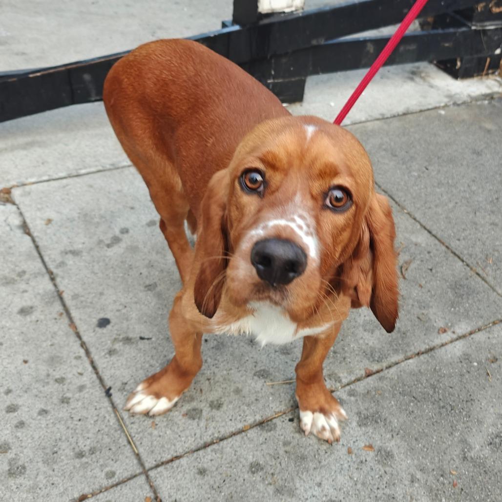 Enlarge Barnabee Jones/Toby, a Adoptable mixed breed in Long Beach, CA image 3/4
