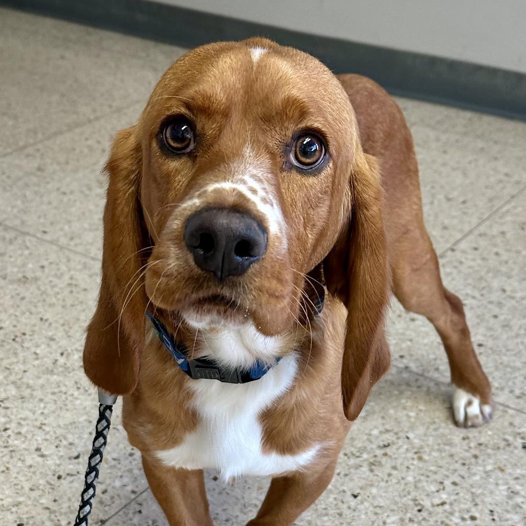 Enlarge Barnabee Jones/Toby, a Adoptable mixed breed in Long Beach, CA image 4/4