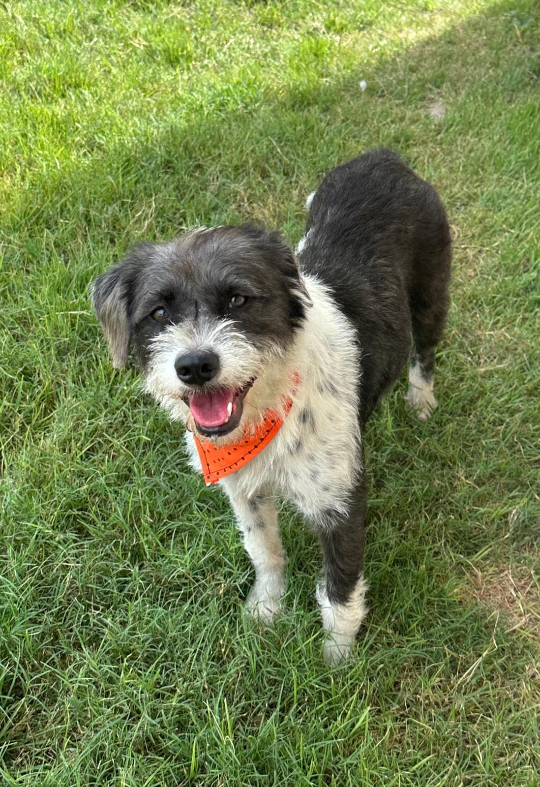 Enlarge Manchita, an adopted mixed breed in Wingdale, NY image 1/3