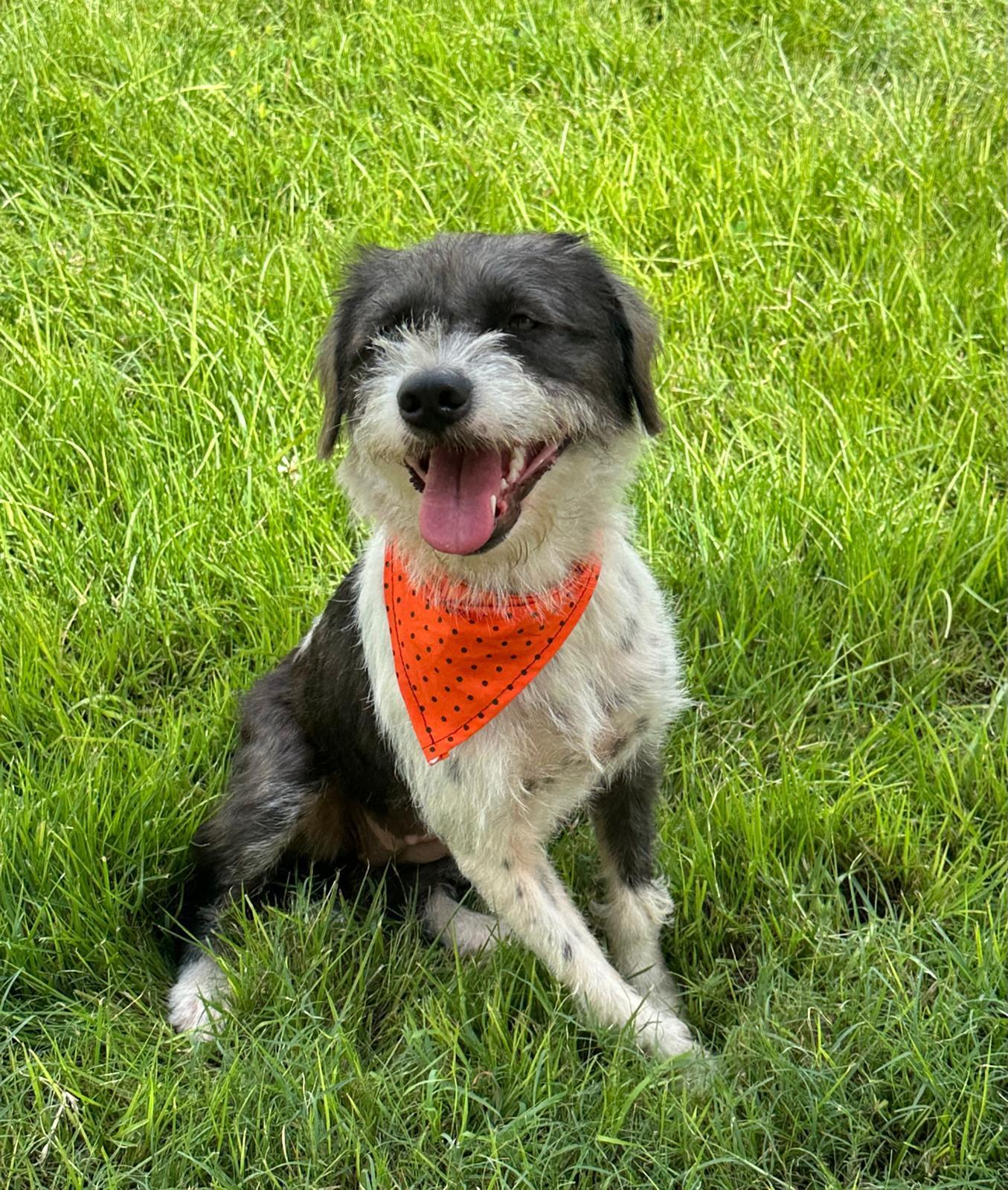 Enlarge Manchita, an adopted mixed breed in Wingdale, NY image 2/3