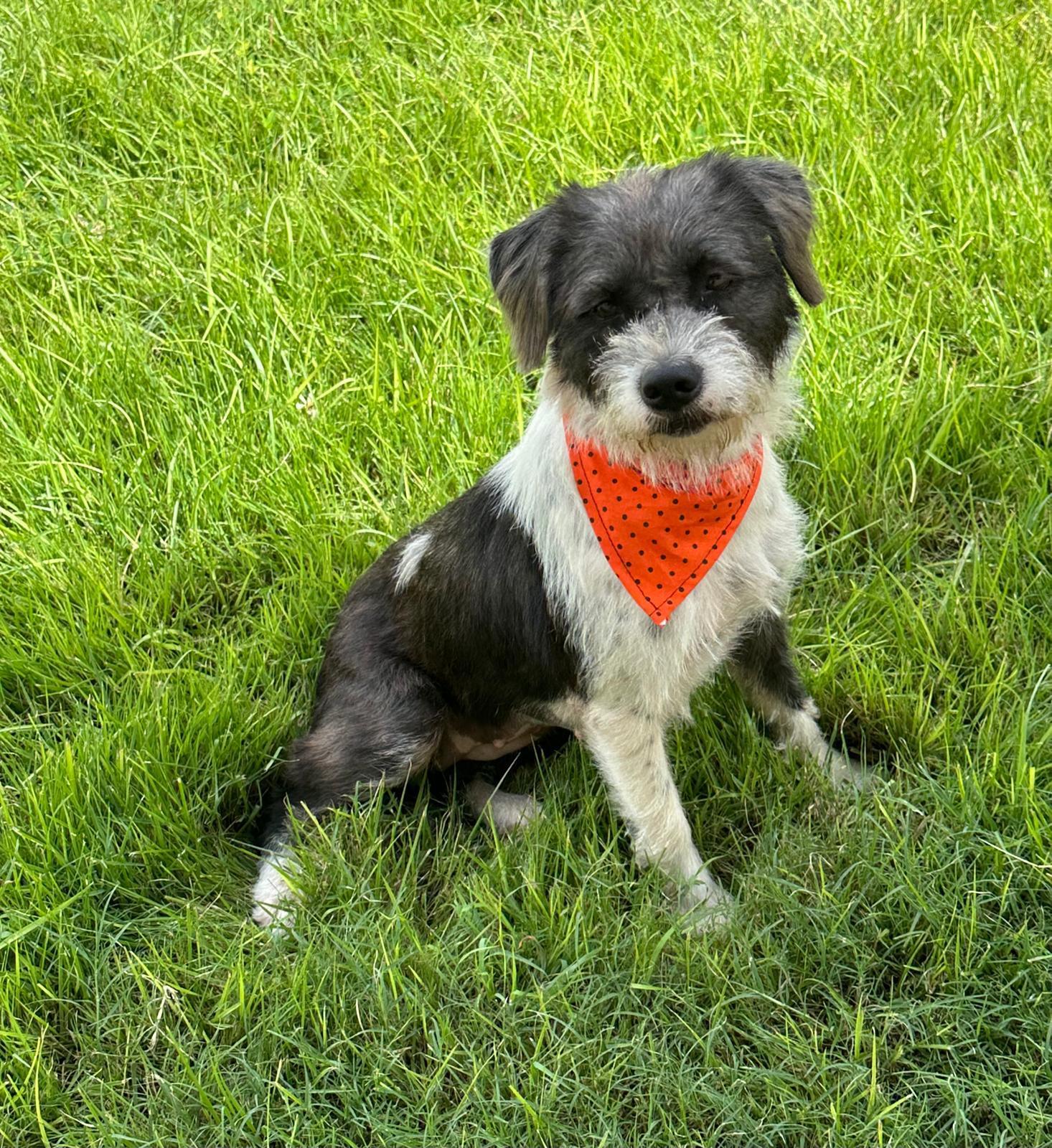 Enlarge Manchita, an adopted mixed breed in Wingdale, NY image 3/3