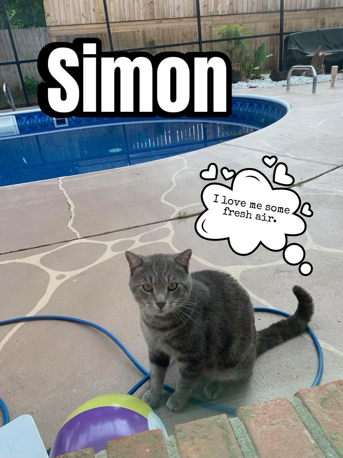 Enlarge Simon, a Adoptable mixed breed in Pensacola, FL image 2/3
