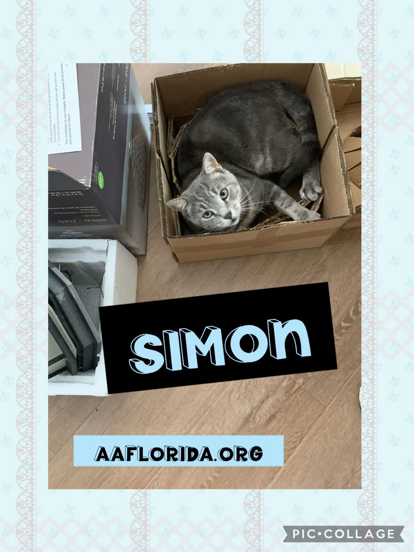 Enlarge Simon, a Adoptable mixed breed in Pensacola, FL image 3/3