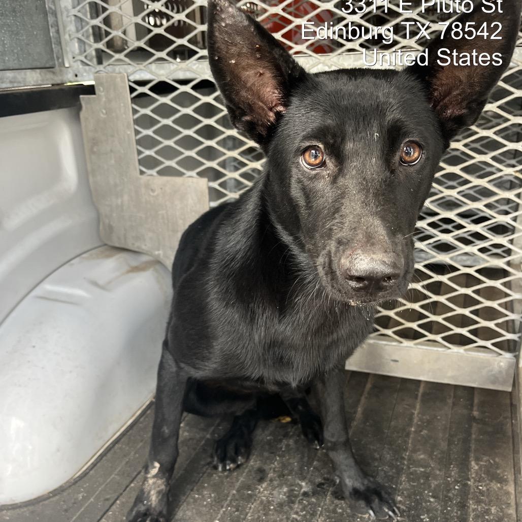 Enlarge Buttercup, a Adoptable Shepherd in Edinburg, TX image 1/6