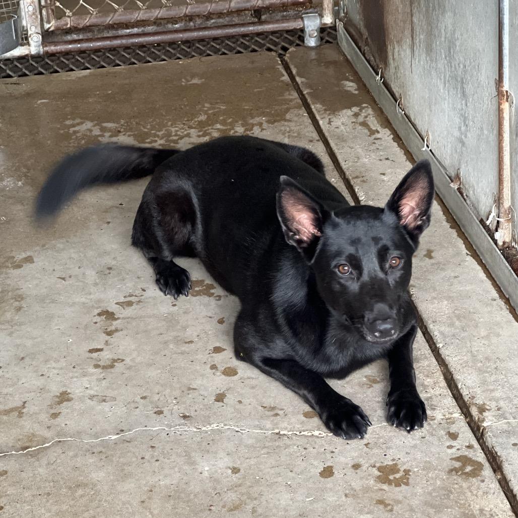 Enlarge Buttercup, a Adoptable Shepherd in Edinburg, TX image 2/6
