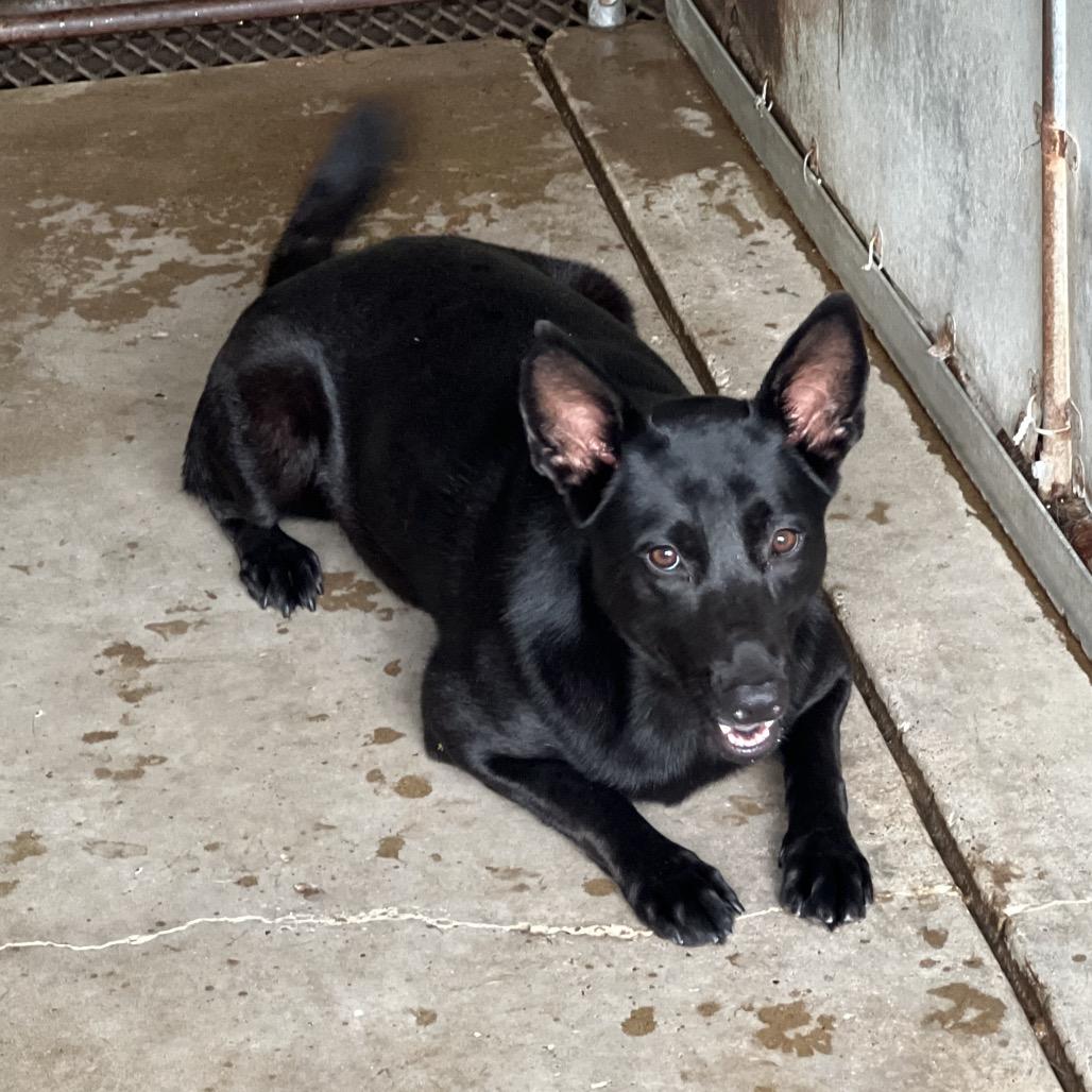 Enlarge Buttercup, a Adoptable Shepherd in Edinburg, TX image 3/6