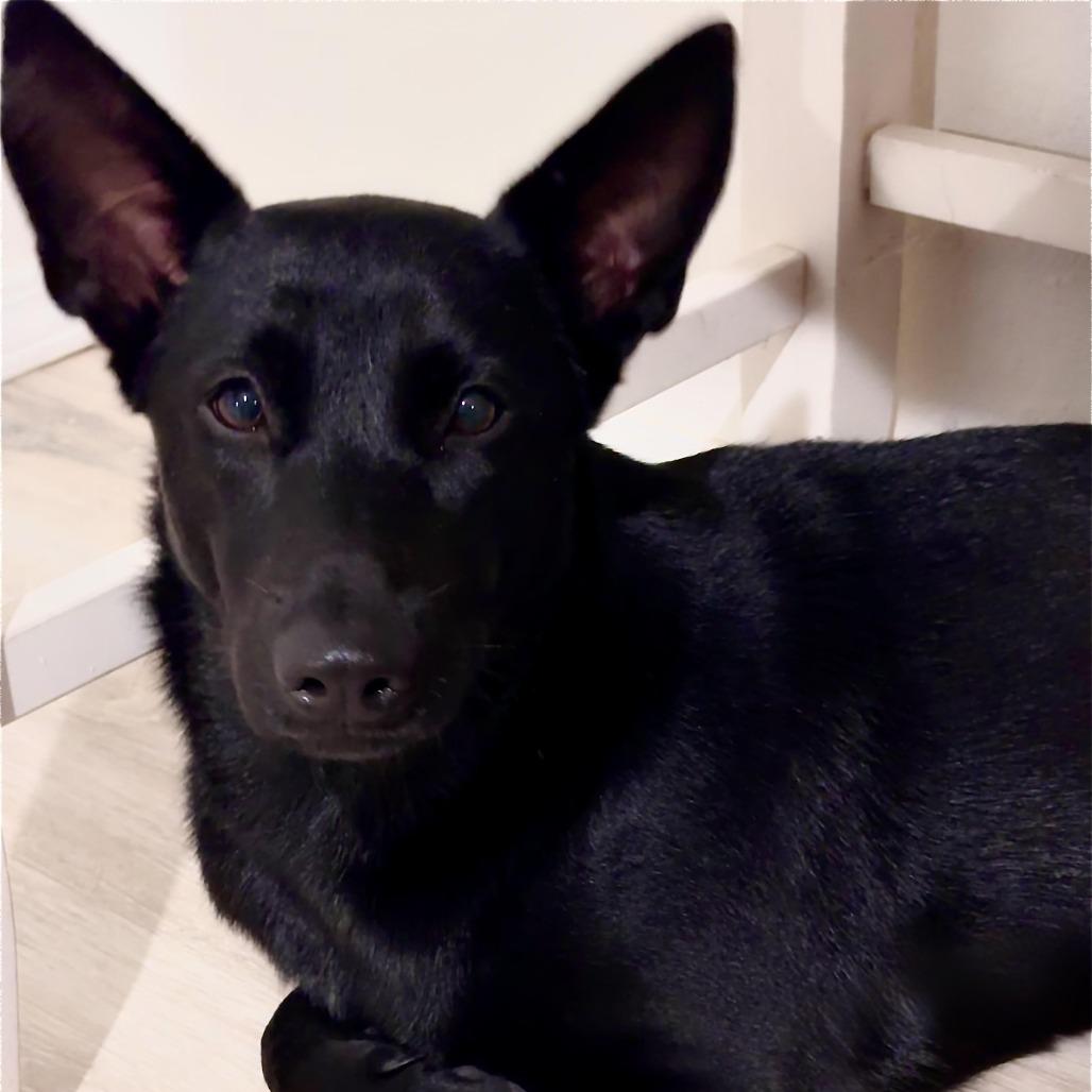 Enlarge Buttercup, a Adoptable Shepherd in Edinburg, TX image 4/6