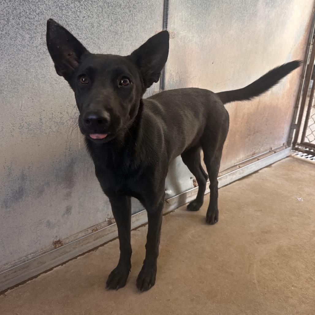 Enlarge Buttercup, a Adoptable Shepherd in Edinburg, TX image 5/6