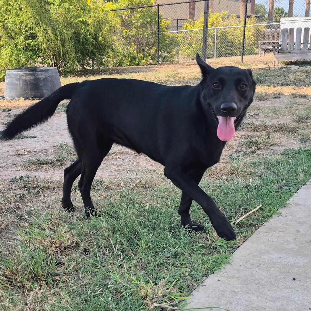 Enlarge Buttercup, a Adoptable Shepherd in Edinburg, TX image 6/6