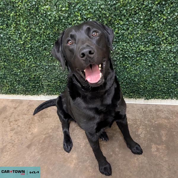 Enlarge Buck, a Adoptable mixed breed in Lexington, KY image 1/1