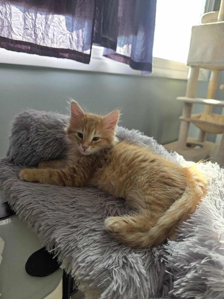 Bowser, Adopted, Kitten Male Domestic Medium Hair.