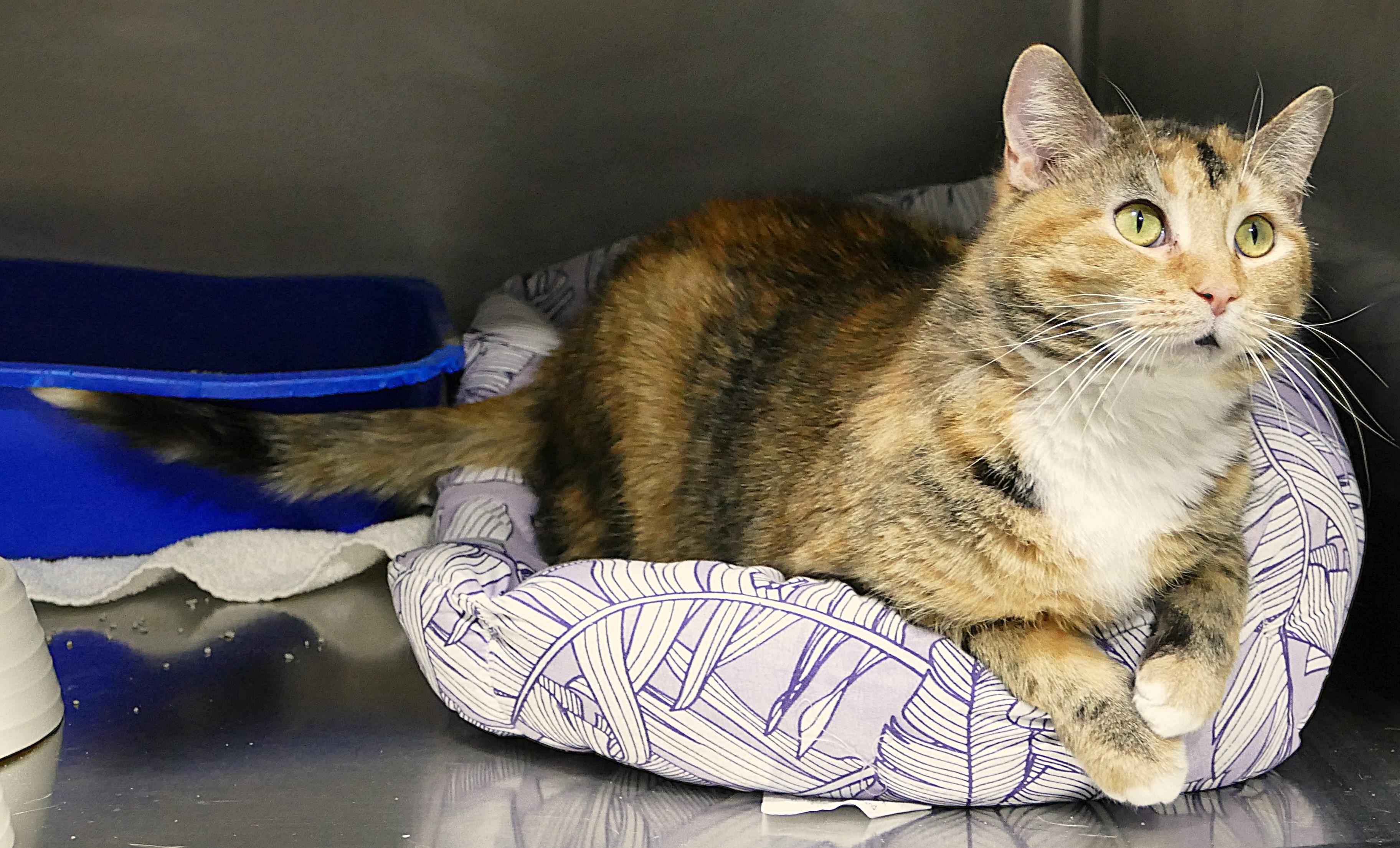 Enlarge LALALOOPSY, a ADOPTABLE mixed breed in Beechbottom, WV image 2/4