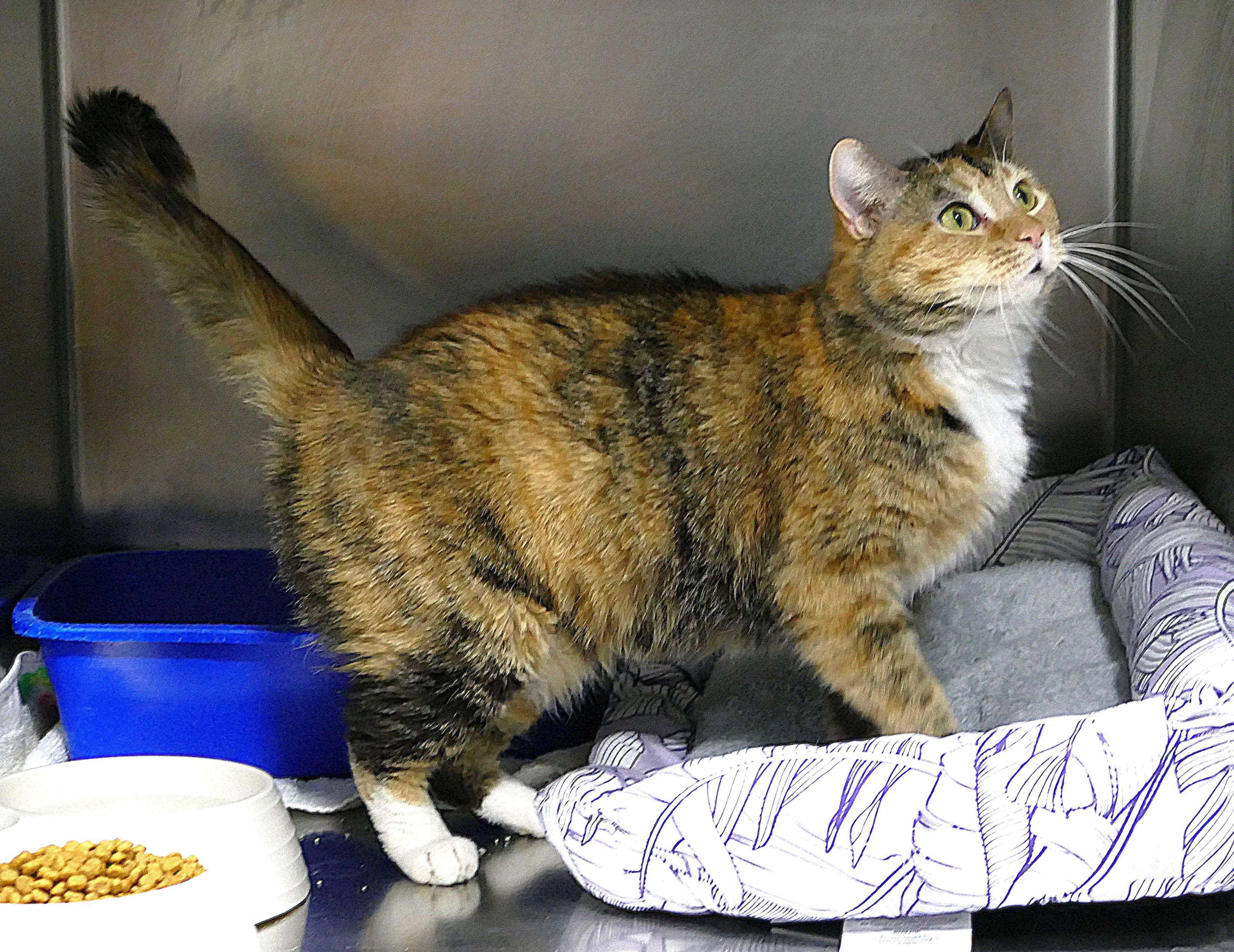 Enlarge LALALOOPSY, a ADOPTABLE mixed breed in Beechbottom, WV image 4/4